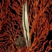 razorfish_kbrhr_v_0204_sul4538.jpg